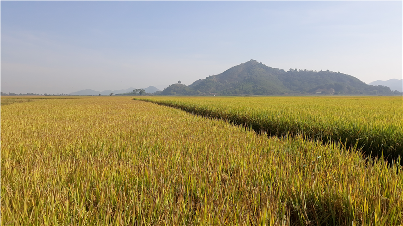 Một cánh đồng lúa chất lượng cao ở thị trấn Cát Tiên