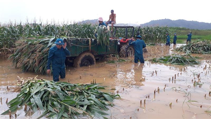Lực lượng dân quân tự vệ huyện Cát Tiên hỗ trợ người dân thu hoạch nông sản trong lũ lụt